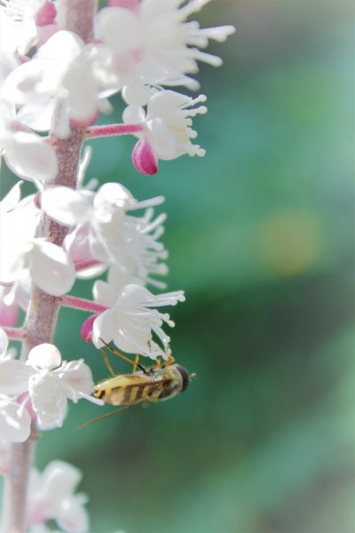 IMG 4299