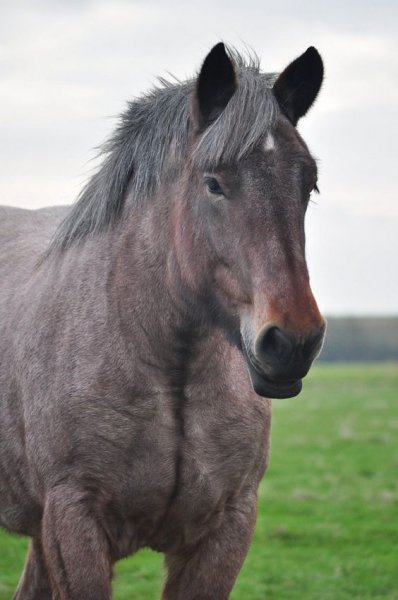 Best of horses love!