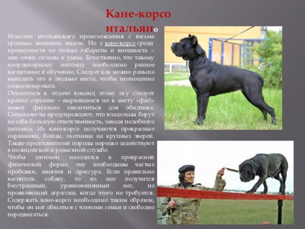 Кане - корсо