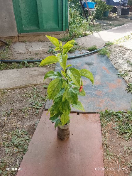 Гибискус