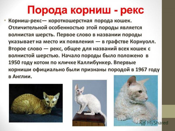 Корниш - рекс