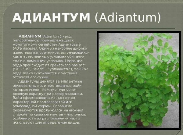 Адиантум