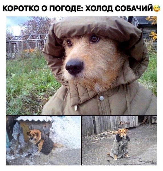 Холод собачий