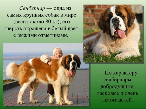 Сенбернар