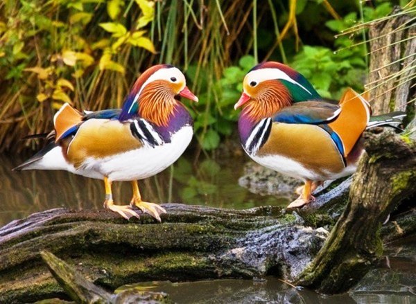Мандаринки