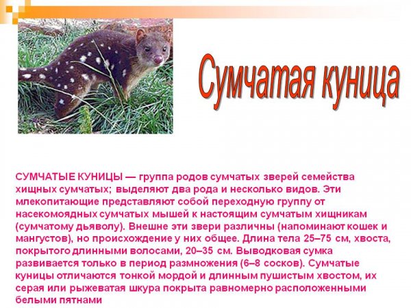 Сумчатая куница
