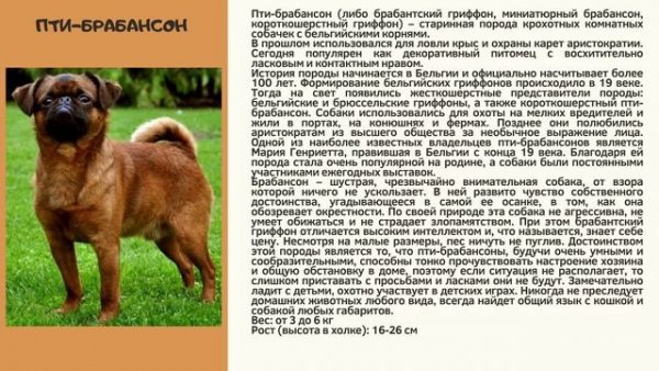 Пти - брабансон