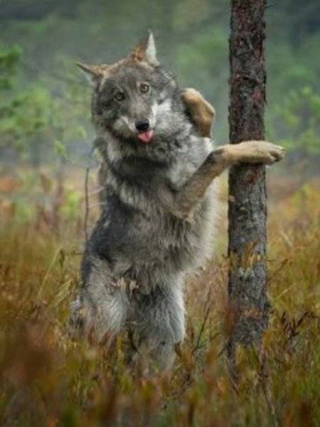 Volk
