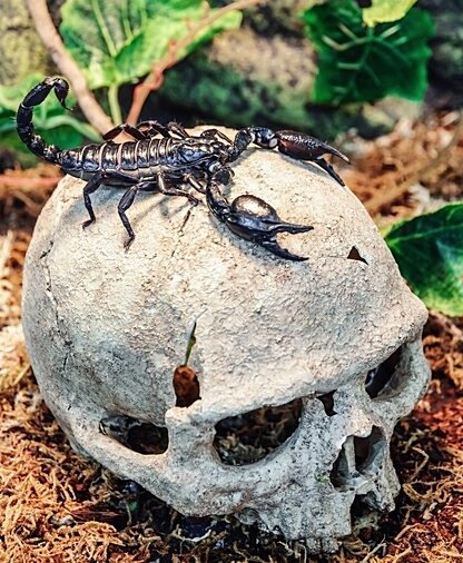 Scorpion