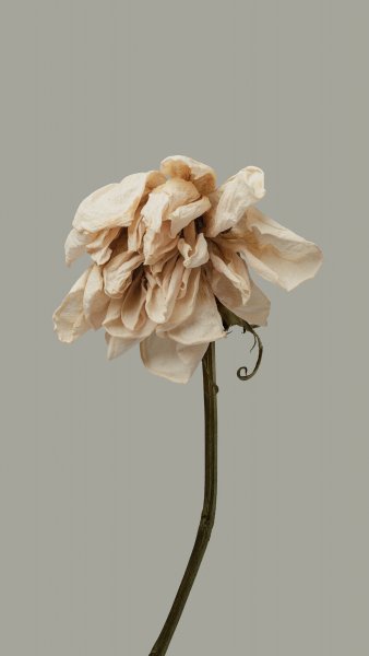 FlowerTexture001