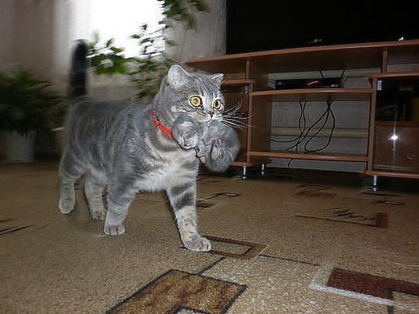 getImage (1)