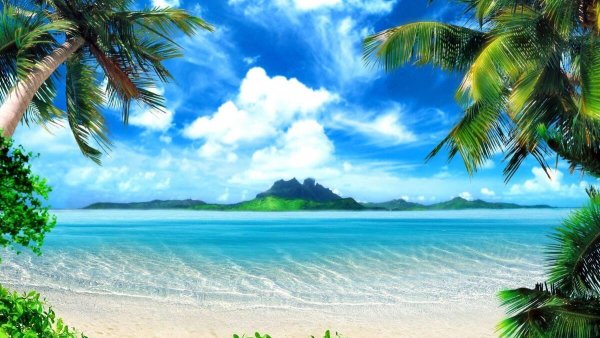 Landscape-a-beach-palm-tree