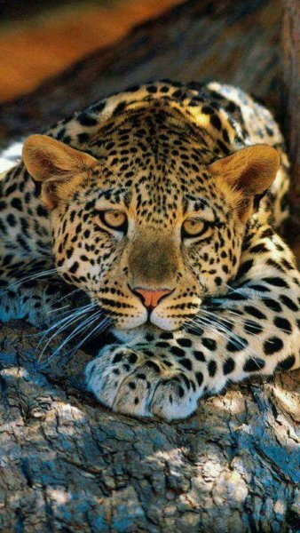 leopard-3ea4dcc0-376e-41a3-a1eb-dafb1bee7f79