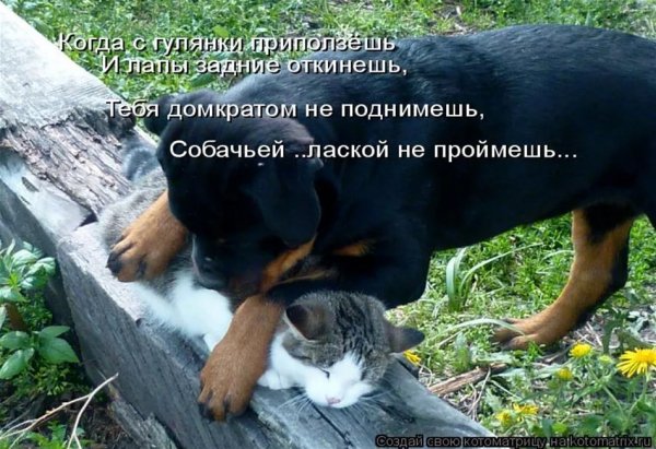 Лаской не проймешь