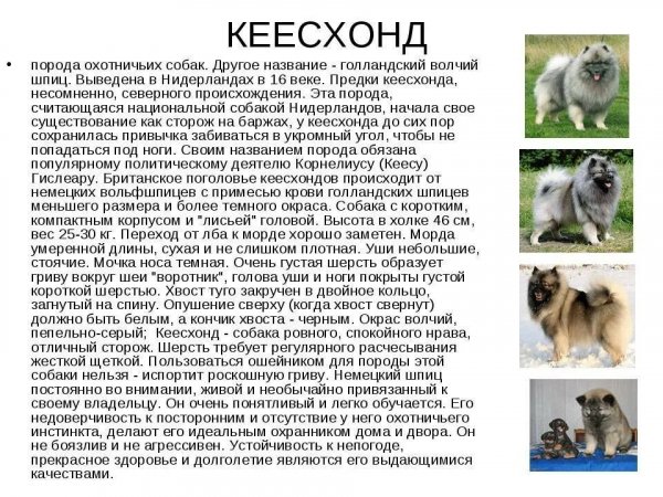 Кеесхонд