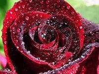 V kapel kah rosy