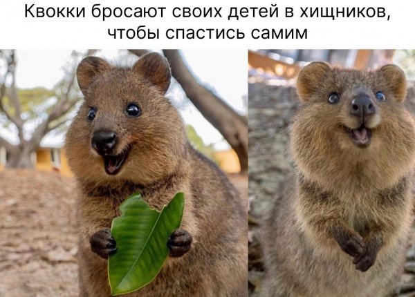 Квокки