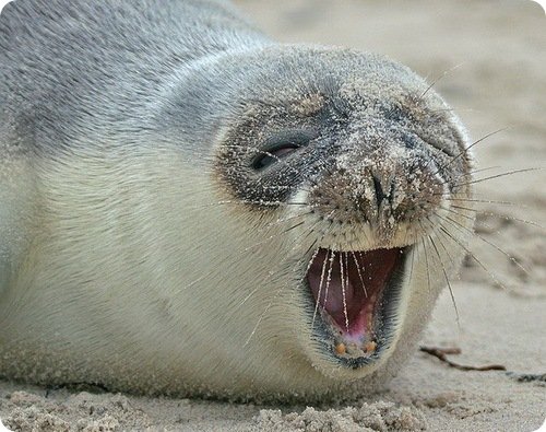 hoodedseal4