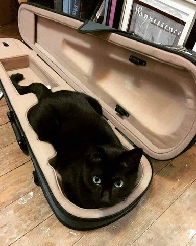 Музкот