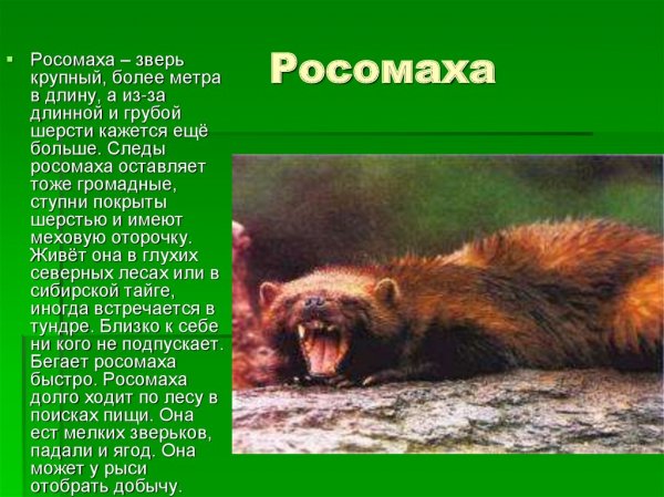 Росомаха