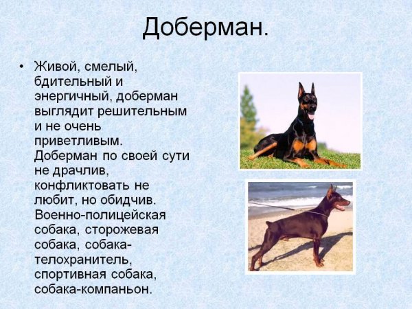 Доберман