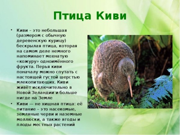 Птица Киви