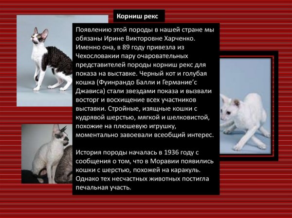 Корниш - рекс