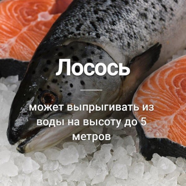 cNAxpeK9oh8