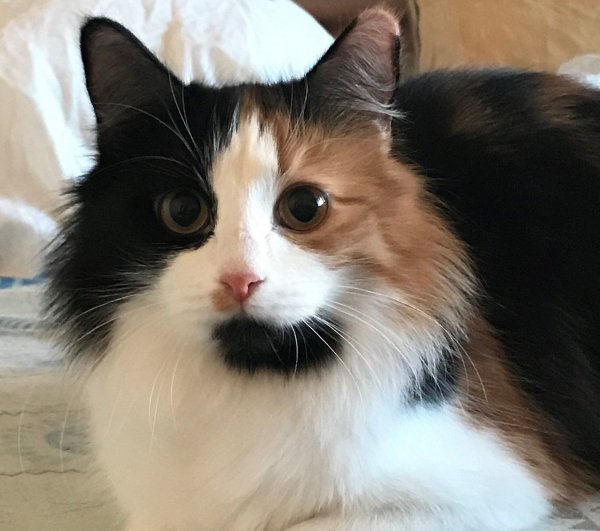 кот