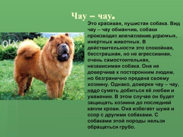 Чау - чау