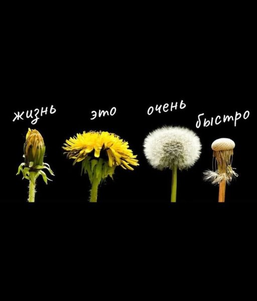 Жизнь