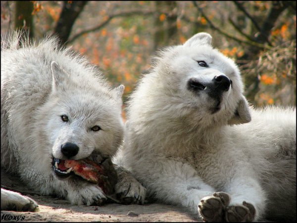 when the wolf makes funny face by woxys