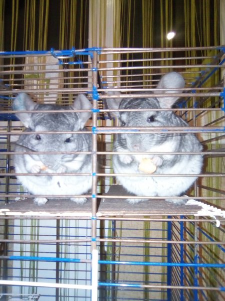 IMG 20200331 013845