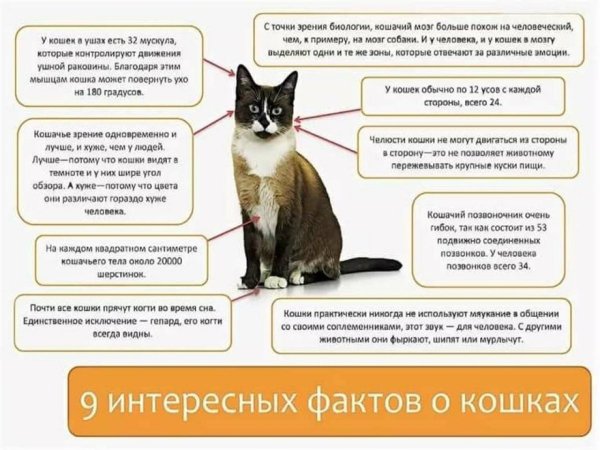 9 интересных фактов о кошках