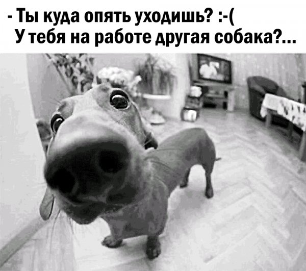 Другая собака?...