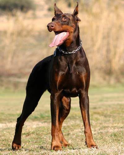 doberman-pinscher-blog