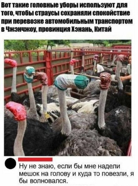 Страусы