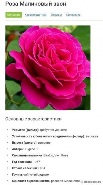 Роза Малиновый звон