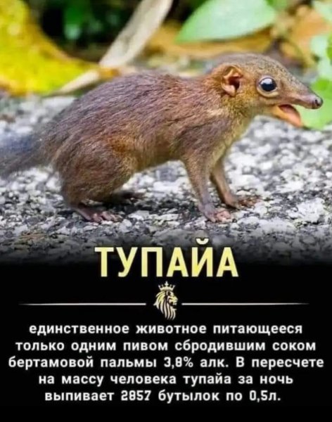 Тупайя