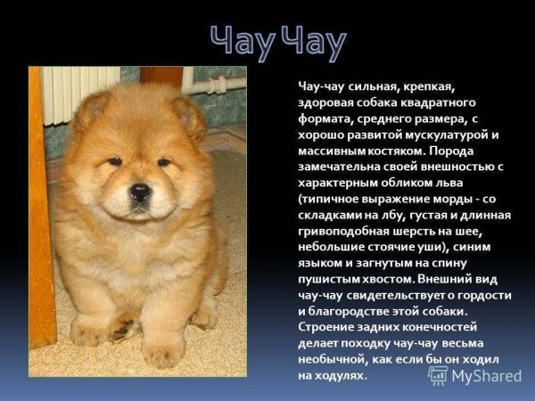 Чау Чау