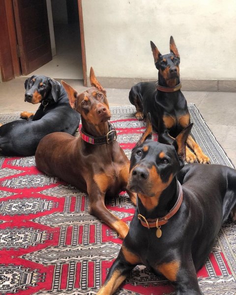 MEDIA # OF DOG