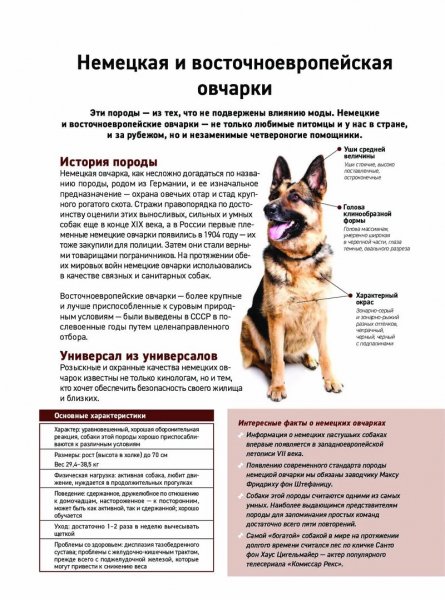 Овчарки, овчарки...