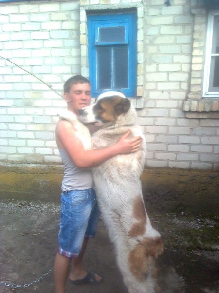 Я с своим алабаем
