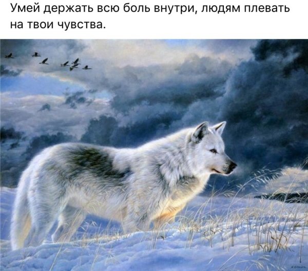 Цитаты Волки