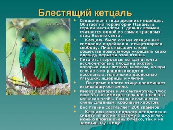 Блестящий кетцаль