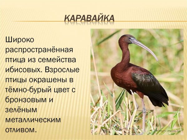 Каравайка