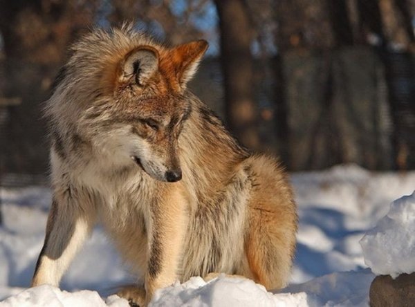 wolfs 08