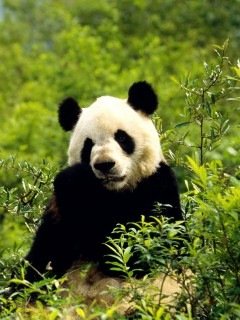 Nyashnye pandy 5 [GruzOK Net]