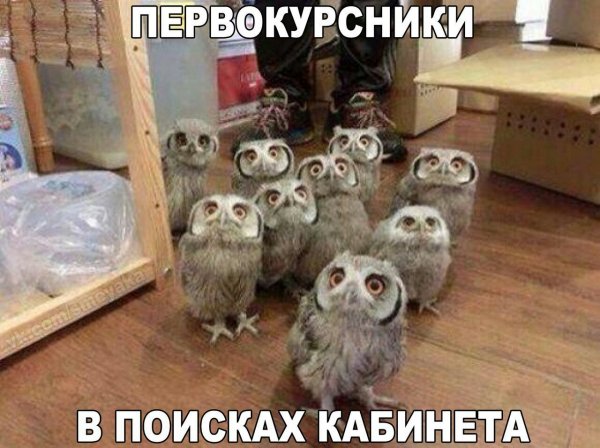 Первокурсники