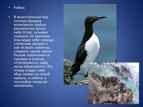 Кайры